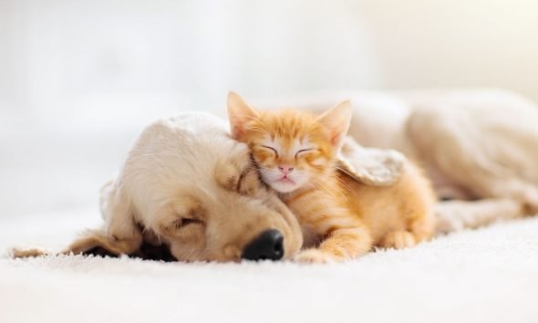 4 Benefits of Marshmallow Beds for Pets